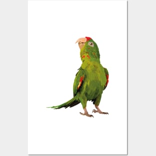 red-fronted parakeet Posters and Art